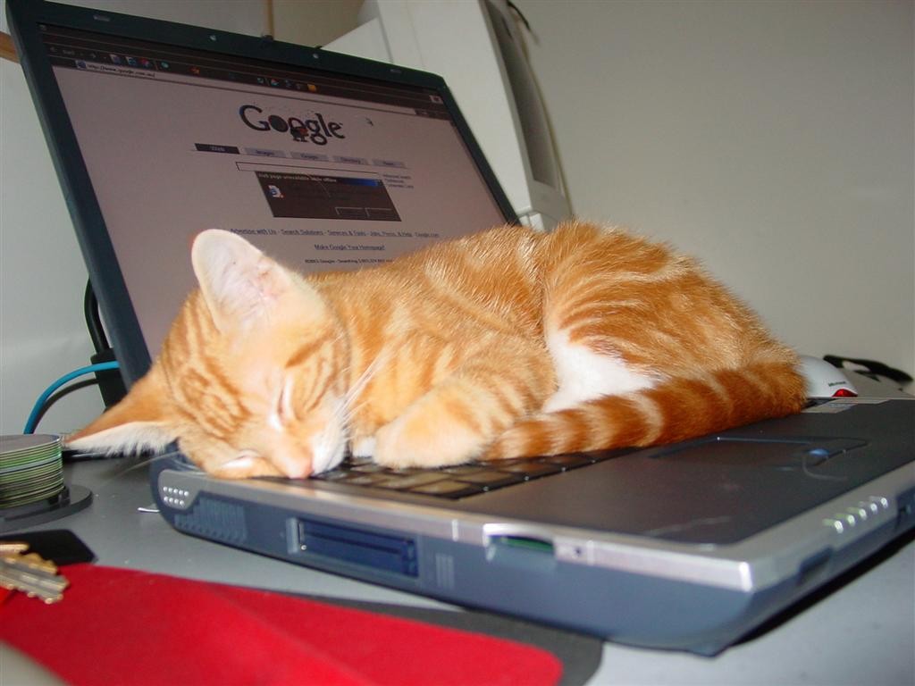 Kotek na laptopie